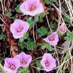 Petrocallis pyrenaica Flower