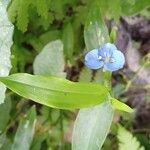 Commelina cyanea Hoja