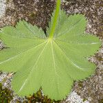 Alchemilla filicaulis Leaf