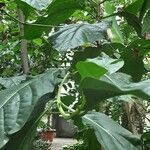 Morinda citrifolia List