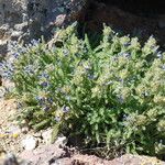 Polemonium pulcherrimum موطن