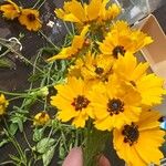 Coreopsis basalis Квітка