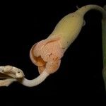 Matisia ochrocalyx Çiçek