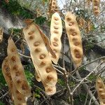 Albizia lebbeck फल