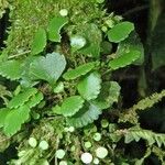 Elaphoglossum peltatum Leaf