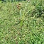 Fimbristylis dichotoma Foglia