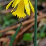 Narcissus cuneiflorus Flower