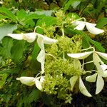 Schizophragma hydrangeoides 花