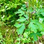 Aquilegia alpina Leaf