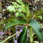 Helleborus argutifolius 花