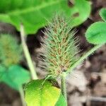 Trifolium hirtum Frutto