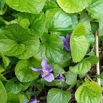 Viola odorata Blüte