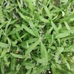 Artemisia dracunculus 葉