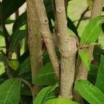 Cestrum elegans Écorce