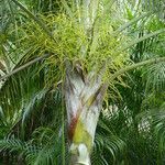 Dypsis decaryi Blüte