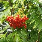 Sorbus aucupariaФрукт