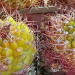 Gymnocalycium pflanzii অভ্যাস