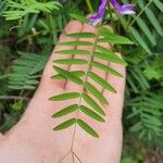 Vicia tenuifolia Blatt