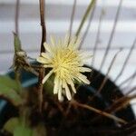 Launaea intybacea Flor