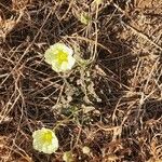 Monsonia longipes Blomma