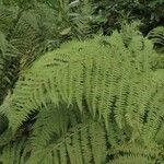 Athyrium filix-femina 葉