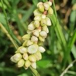 Persicaria decipiens 花