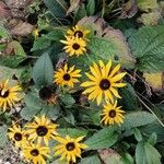 Rudbeckia fulgida 形態