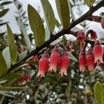 Macleania rupestris Cvet