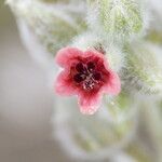 Pardoglossum cheirifolium Flower