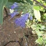 Caryopteris × clandonensis Çiçek