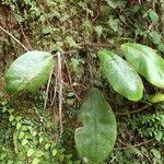 Elaphoglossum crinitum Habit