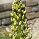 Eremurus stenophyllus Blodyn