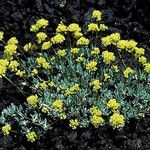 Eriogonum prociduum Hábito