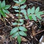 Spondias purpurea Leaf