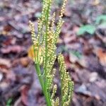 Botrychium virginianum 果実