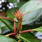 Photinia serrulata Flor