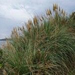 Cortaderia selloana Habit