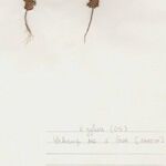 Androsace maxima Libunga