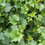 Campanula portenschlagiana Leaf