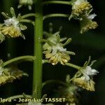 Reseda lanceolata फूल