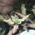 Cryptanthus lacerdae Leaf