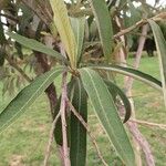 Tarchonanthus camphoratus Leaf