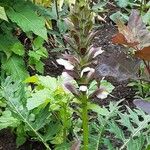 Acanthus mollisFlower