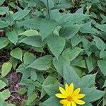 Helianthus divaricatus Çiçek