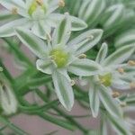 Albuca bracteata Lorea