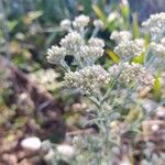 Pseudognaphalium undulatum Flower