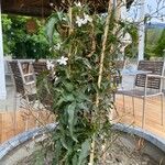 Jasminum officinale Συνήθη χαρακτηριστικά