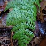 Dryopteris intermedia Hoja
