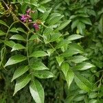 Lonchocarpus parviflorus Yaprak