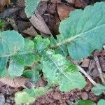 Chaptalia nutans Yaprak